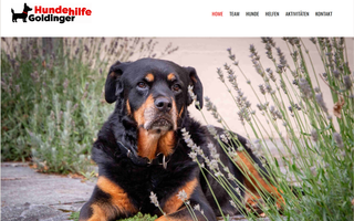 hundehilfe-goldinger.ch